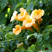 Trumpet Creeper Seeds