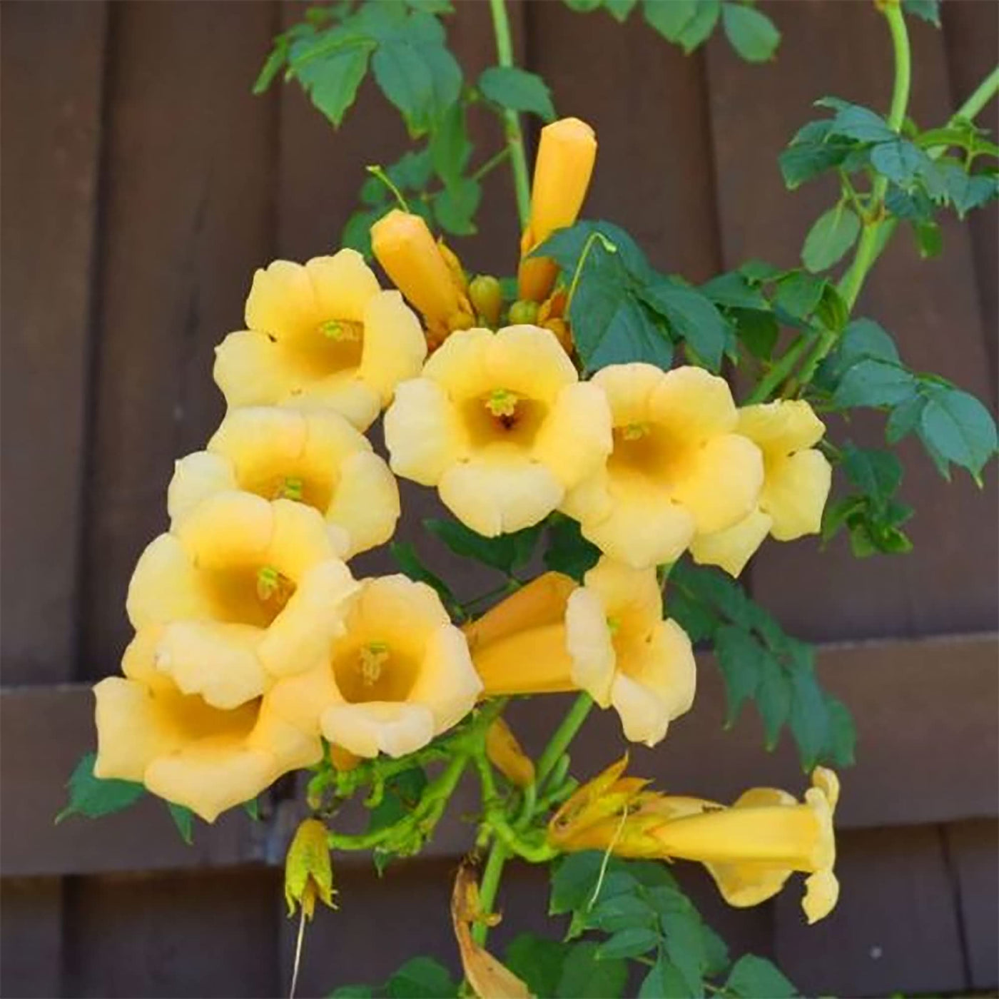 Trumpet Creeper Seeds