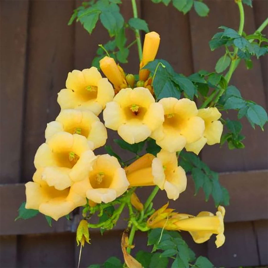 Trumpet Creeper Seeds