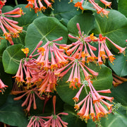 Honeysuckle Seeds – Lonicera spp.