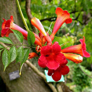 Dark Red Trumpet Vine Seeds