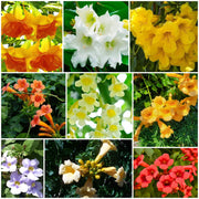 Trumpet Seeds, Campsis radicans Flower Seeds