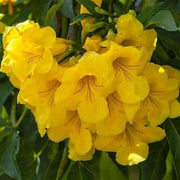 Trumpet Seeds, Campsis radicans Flower Seeds