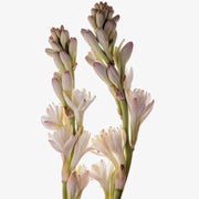 Tuberose Seeds - for Home Gardens Seeds