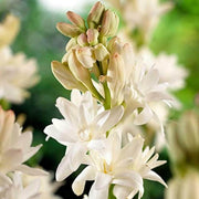 Tuberose Seeds - for Home Gardens Seeds