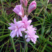 Pink Tuberose Seeds
