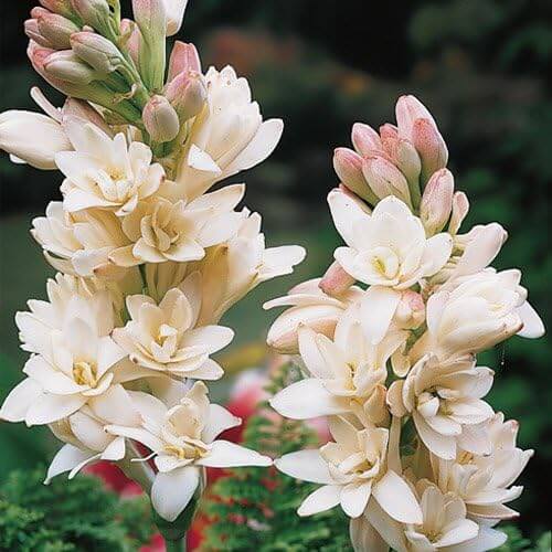 Tuberose Seeds - for Home Gardens Seeds