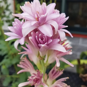 Pink Tuberose Seeds