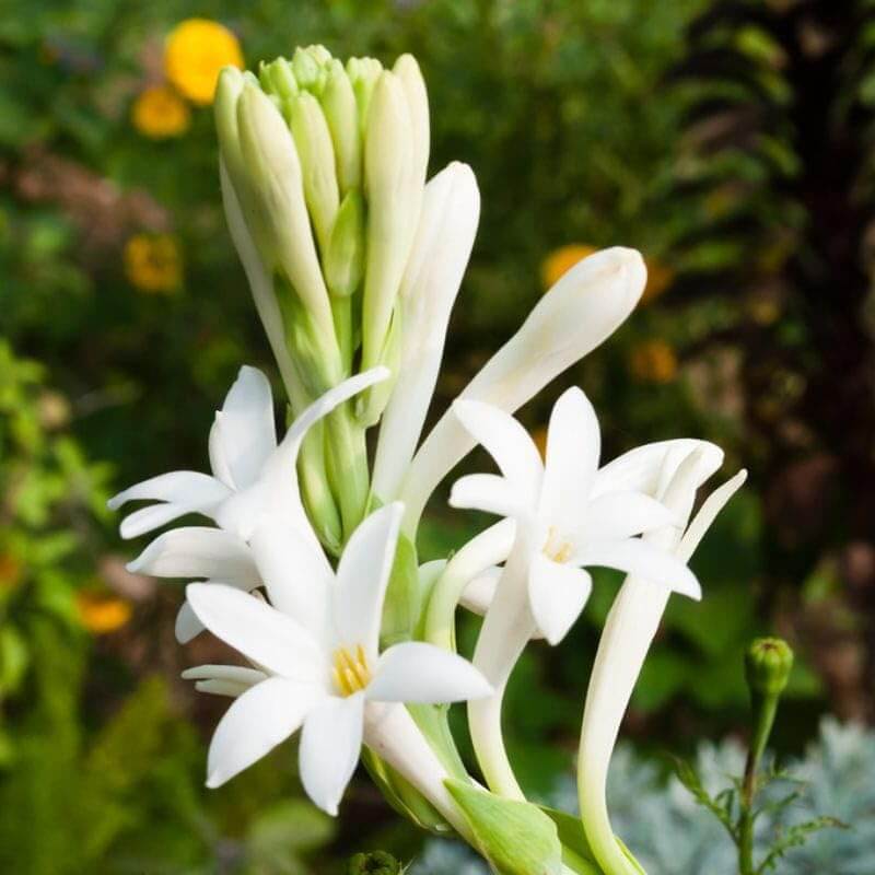 Vibrant Tuberose Seeds