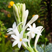 Vibrant Tuberose Seeds
