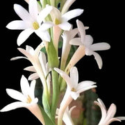 Vibrant Tuberose Seeds
