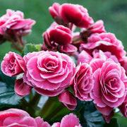 Begonia Seeds – Begonia semperflorens