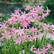 Tulbaghia Violacea Seeds - Herbal Plant