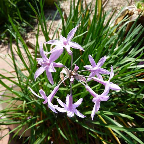 Tulbaghia Violacea Seeds - Herbal Plant