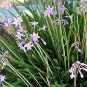 Tulbaghia Violacea Seeds - Herbal Plant