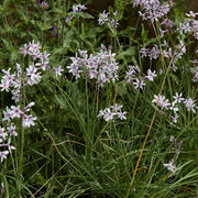 Tulbaghia Violacea Seeds - Herbal Plant