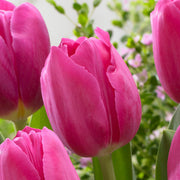 Barcelona Tulip Seeds