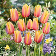 Yellow Pink Tulip Seeds