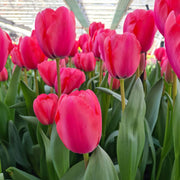 Barcelona Tulip Seeds