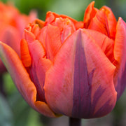 Orange and Purple Tulip Seeds