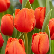 Red Orange Tulip Seeds