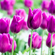 Purple Tulip Seeds