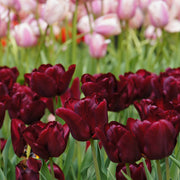 Elegant Maroon Tulip Seeds