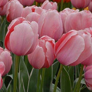 Light Pink Tulip Seeds