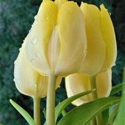 Light Yellow Tulip Seeds