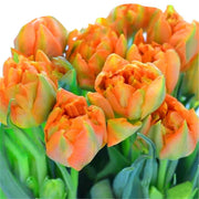 Orange and Green Tulip Seeds