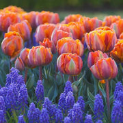 Orange and Purple Tulip Seeds