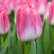 Pink and White Tulip Seeds