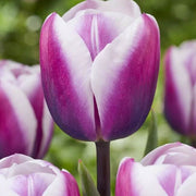 White and Lavender Tulip Seeds