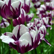 White and Violet Tulip Seeds