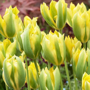 Yellow and Green Tulip Seeds