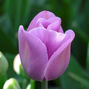 Lavender Tulip Seeds