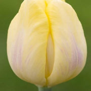 Light Yellow Tulip Seeds