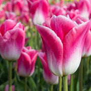 Pink and White Tulip Seeds