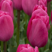 Barcelona Tulip Seeds