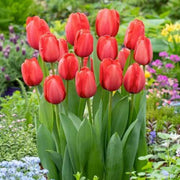 Tulip Bulbs Seeds - Flower Plant