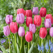 Tulip Bulbs Seeds - Flower Plant