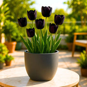 Tulip Bulbs Seeds - Flower Plant