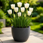 Tulip Bulbs Seeds - Flower Plant