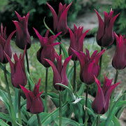 Burgundy Tulip Seeds