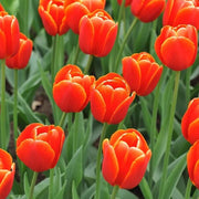 Deep Orange Tulip Seeds
