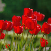 Deep Red Tulip Seeds