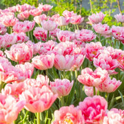 Double Bloom Tulip Seeds