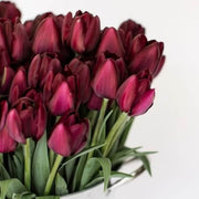 Elegant Maroon Tulip Seeds
