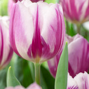 White and Lavender Tulip Seeds
