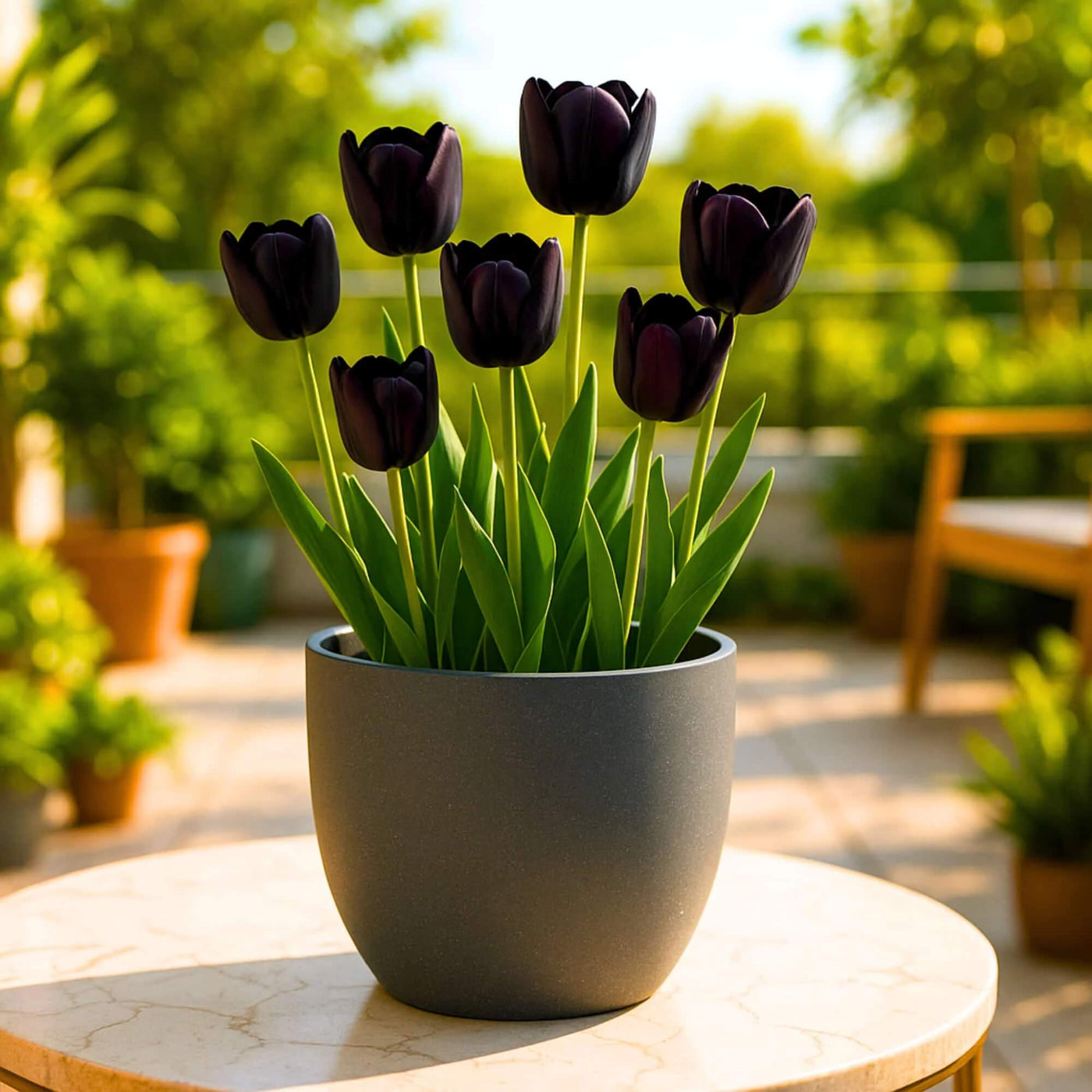 Tulip Flower Seeds For Planting - Flower Plant